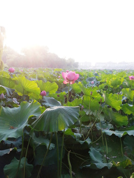 荷花池公园