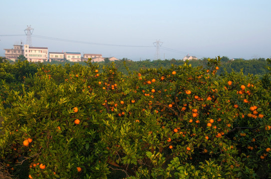 宜昌蜜橘