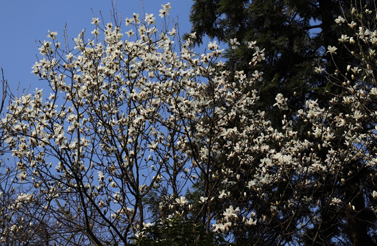 玉兰花