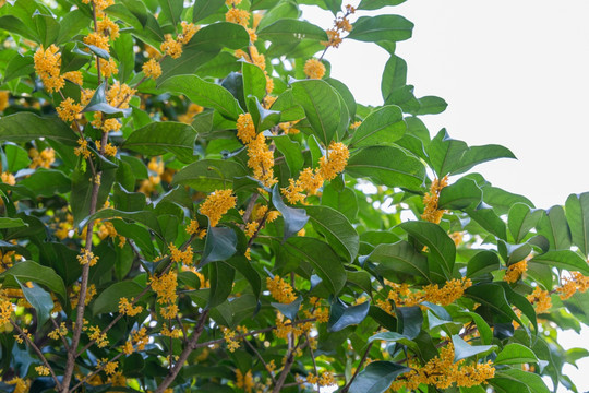 桂花树