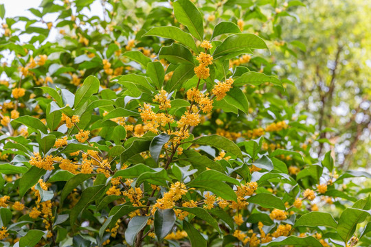 桂花树