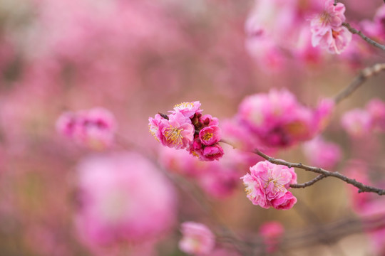 春天桃花特写