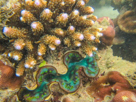 砗磲与珊瑚