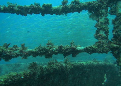 海底沉船上附着的海洋生物