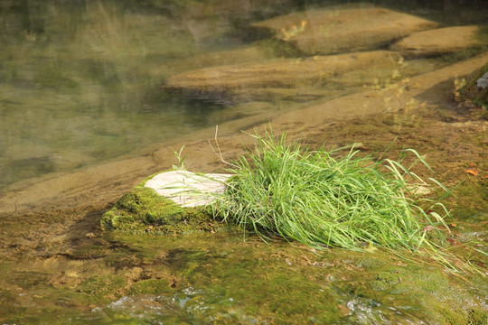 水草