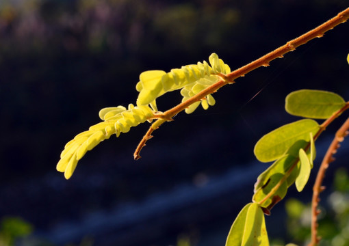 花草