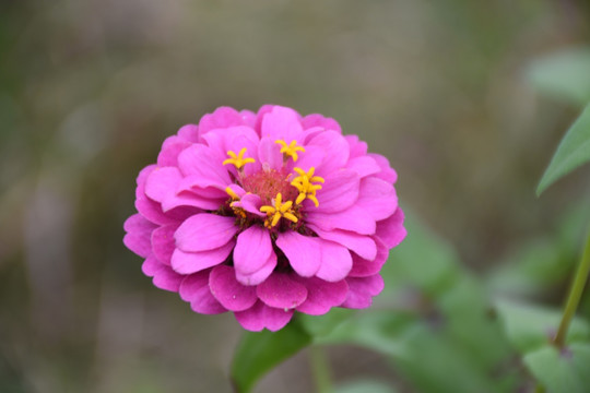 百日菊特写