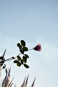 逆光花枝