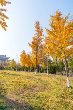 金黄银杏树高清大背景