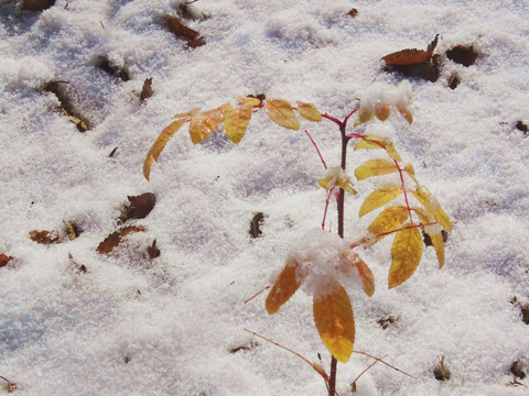 雪中黄叶