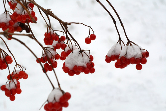 冰雪红果