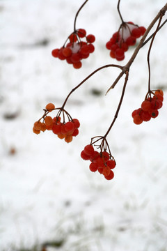 冰雪红果