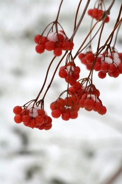 冰雪红果