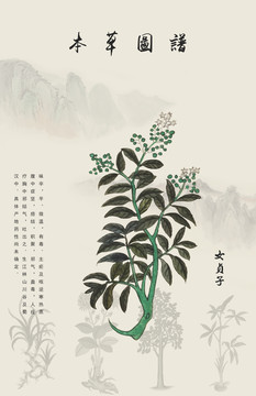 女貞子