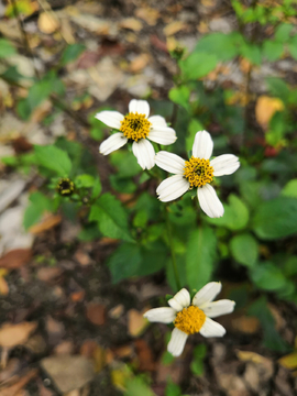 繁花