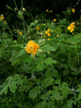 野草野花