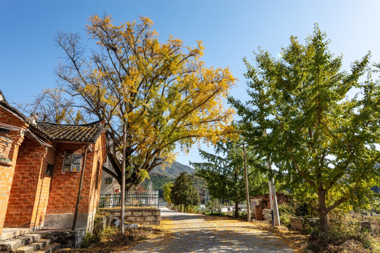 古银杏树