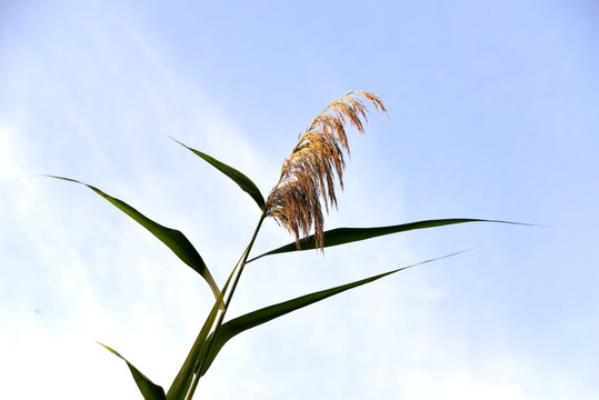 芦花