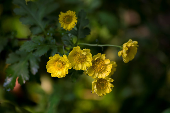 秋菊