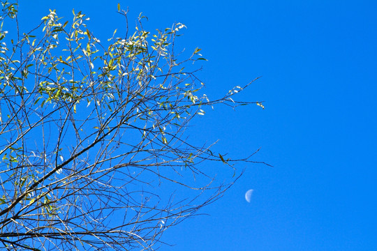 枝叶蓝天月亮
