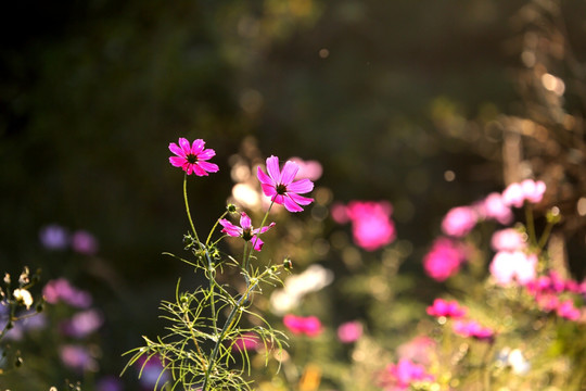 清新格桑花