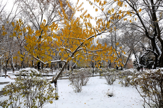 雪景