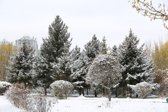 雪景