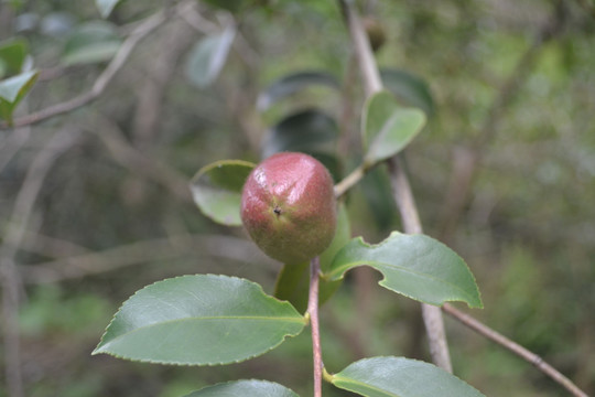 茶树