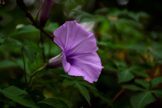 牵牛花