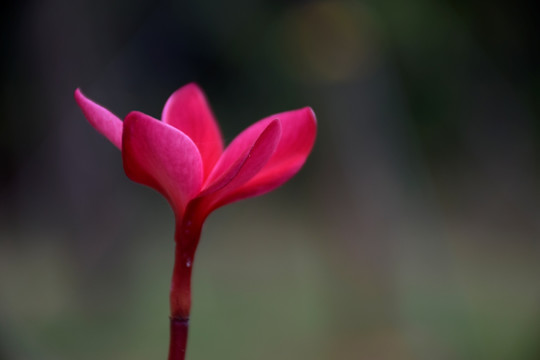 鸡蛋花