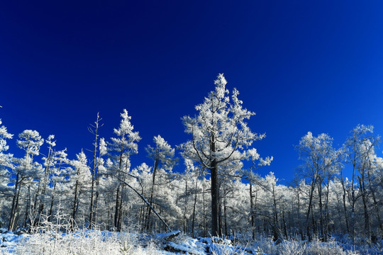 林海雪原雾凇