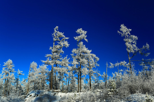 雪域雪林