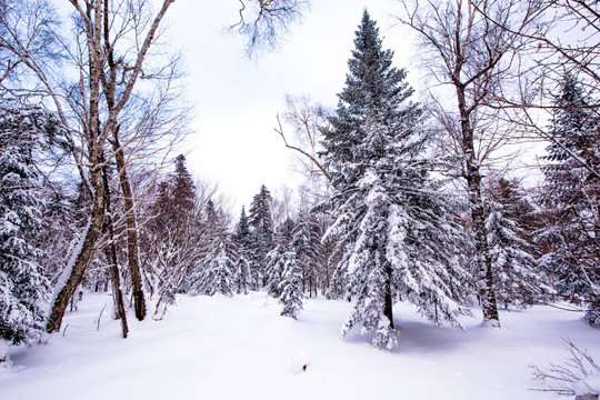 冬季雪景树林