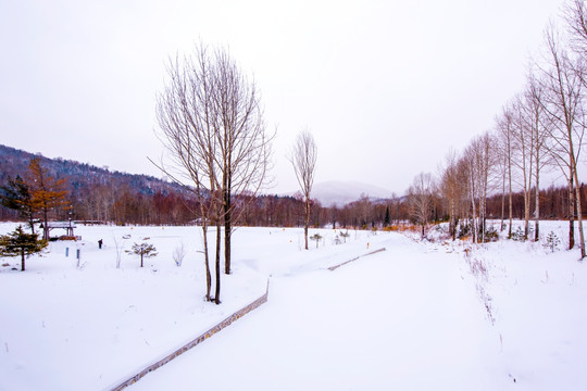 雪景森林