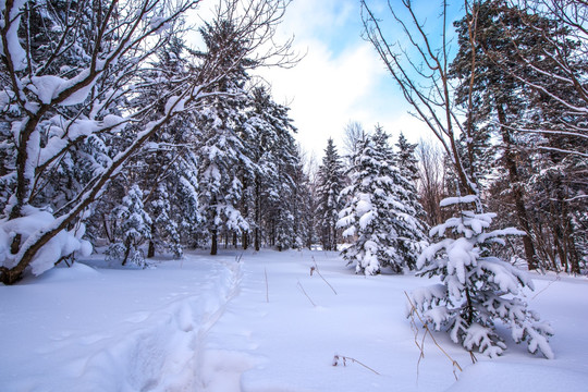 雪景