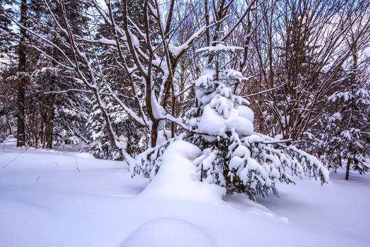 雪景森林树挂