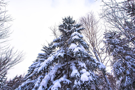 雪景森林树挂