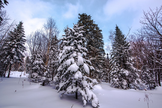 雪景森林树挂