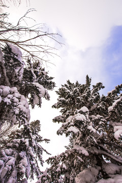 雪景森林树挂