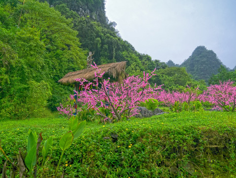 桂林世外桃源景区桃花林