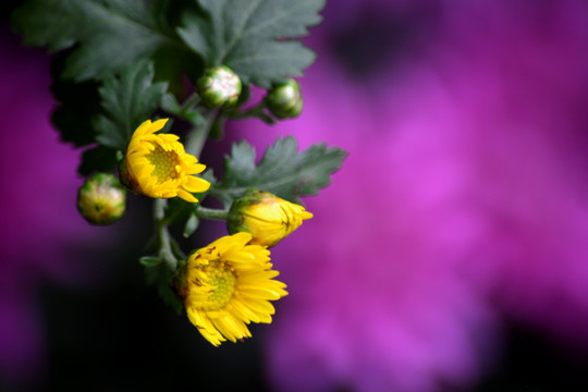 福州西湖公园菊花展