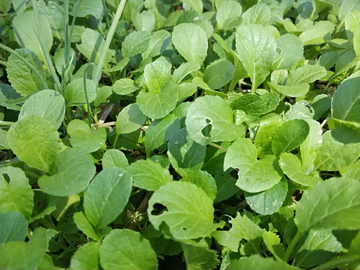 油菜苗