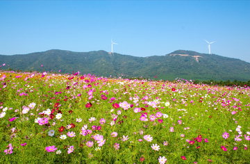 格桑花海