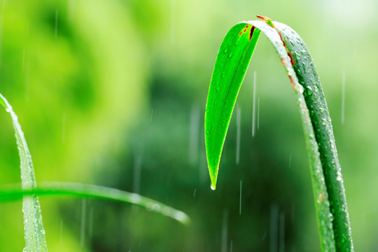 带雨滴的树叶