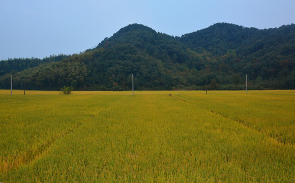 稻田