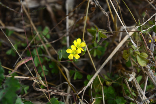 小黄花