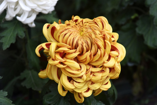 菊花