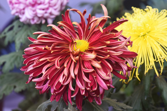 菊花