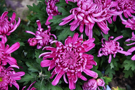 菊花