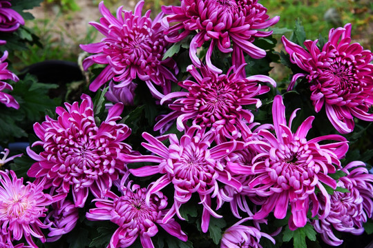 菊花